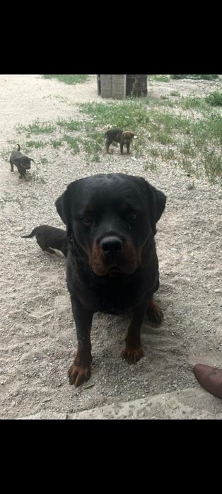 в связи с переездом ищут нового хозяина в хорошие руки.