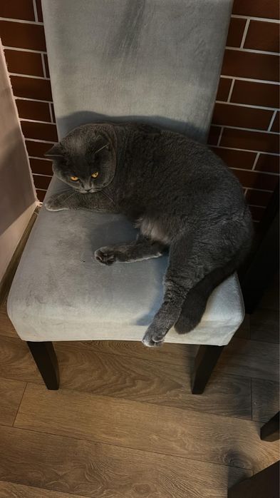 British shorthair