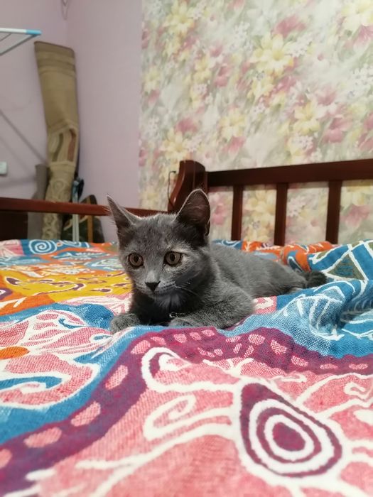 Отдам в добрые руки