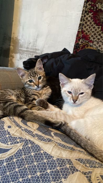 Раздаю котят в самые лучшие руки