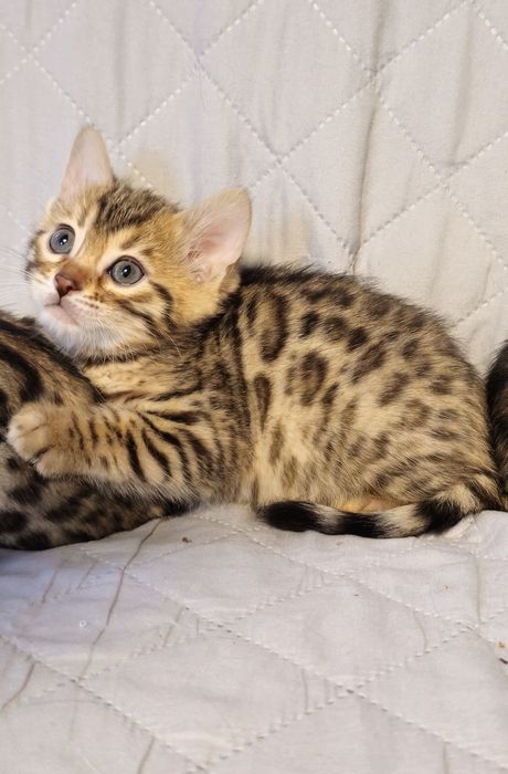 Bengalez Hipoalergenic cu pedigree felisa