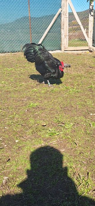 Ultimele 4 puici de australorp de 5 luni si cocosi pt doritori