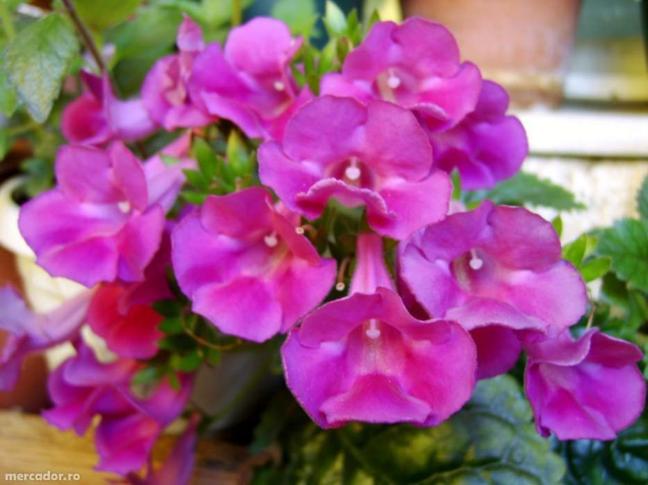 mini gloxinia- 10 bulbi culori mixte 95Ron /set posta inclusa,.