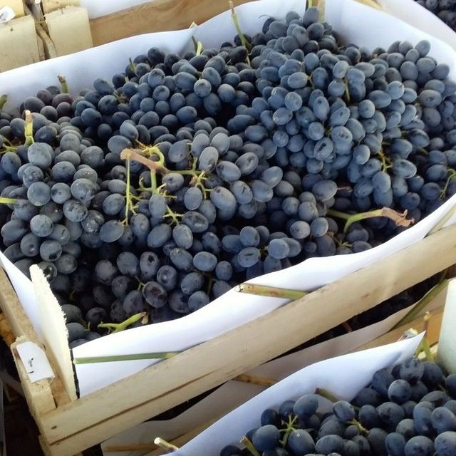 Uzum kóchatlar har hil so'rtlari