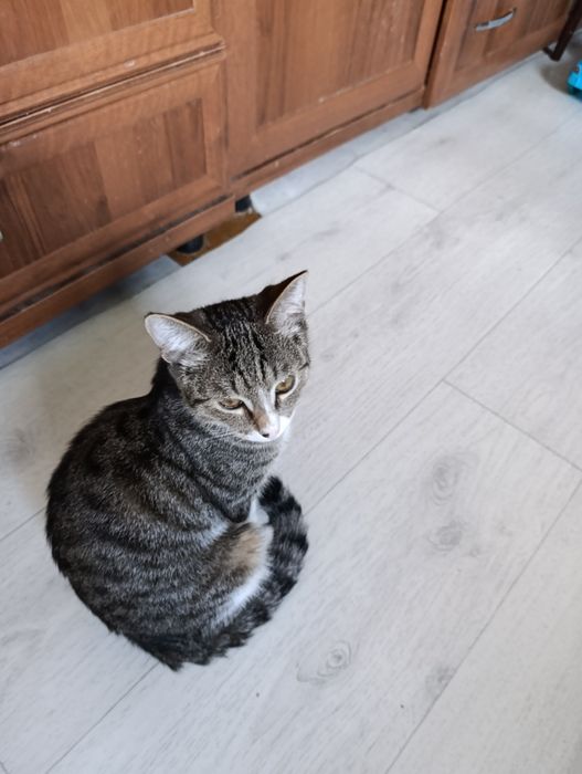 Отдам в хорошие добрые руки котика Мартина