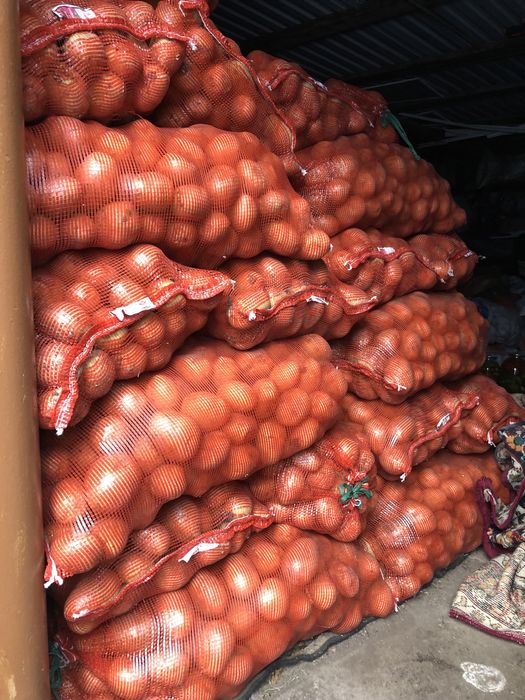 Картофель крупный