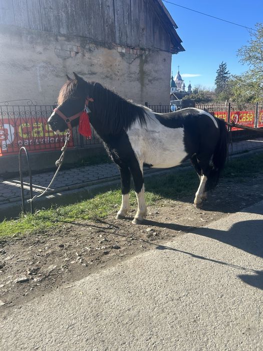Vand urgent ponei castrat