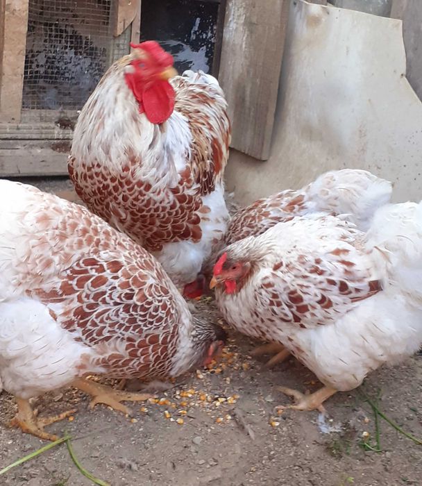 Cocosi si rațe smarald si doi rățoi moțat