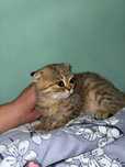 Scottish Fold zotli sotiladi
