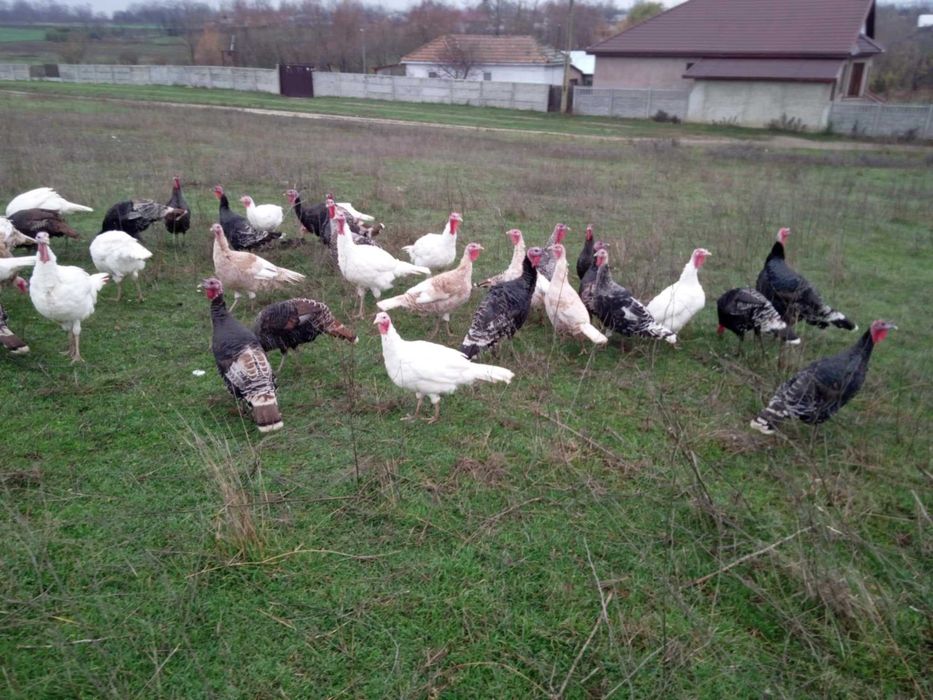 !!! Vand curci si curcani !!!