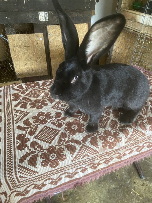 Femela urias german negru