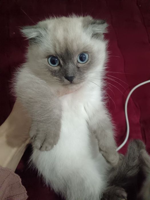 Продаются кошка и котята породистые