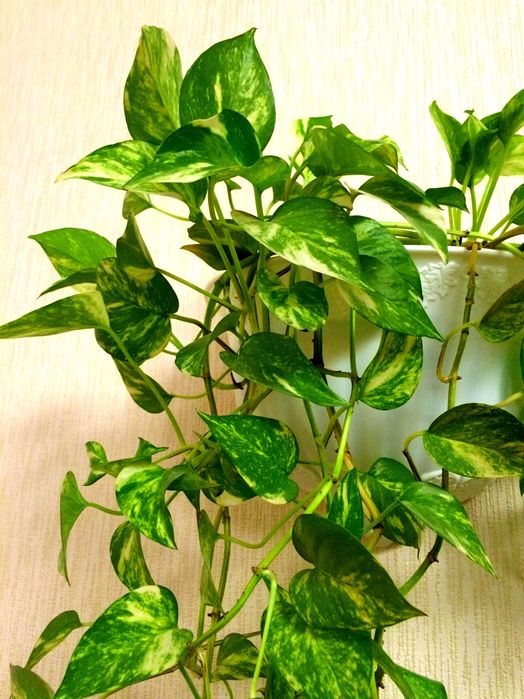 Лианы комнатные пестролистные в горшках