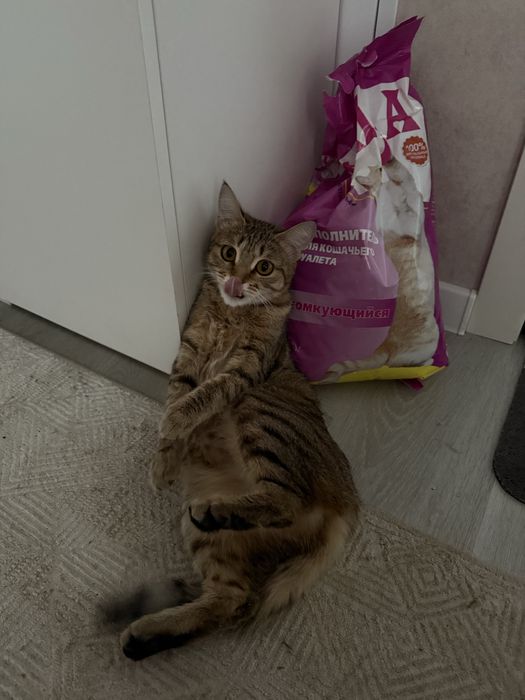 Кошку в доброе руки