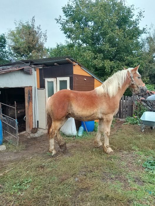 Vând mânz de 1,4 luni din părinți grei
