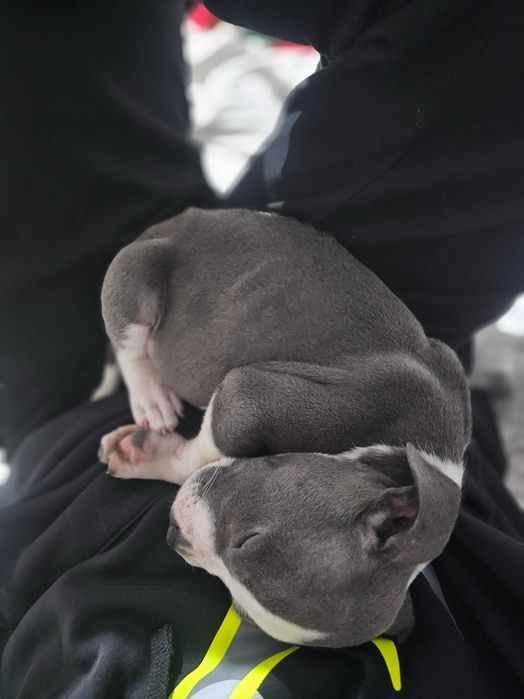 Американски мъжки питбул(Blue Nose)