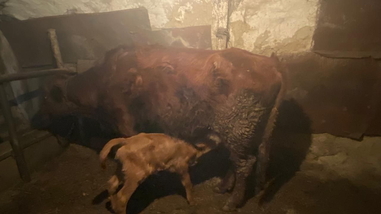 Сатылады  дөнежін ұрғашы бұзаумен 550000 мың қашар ұрғашы бұзаумен 550