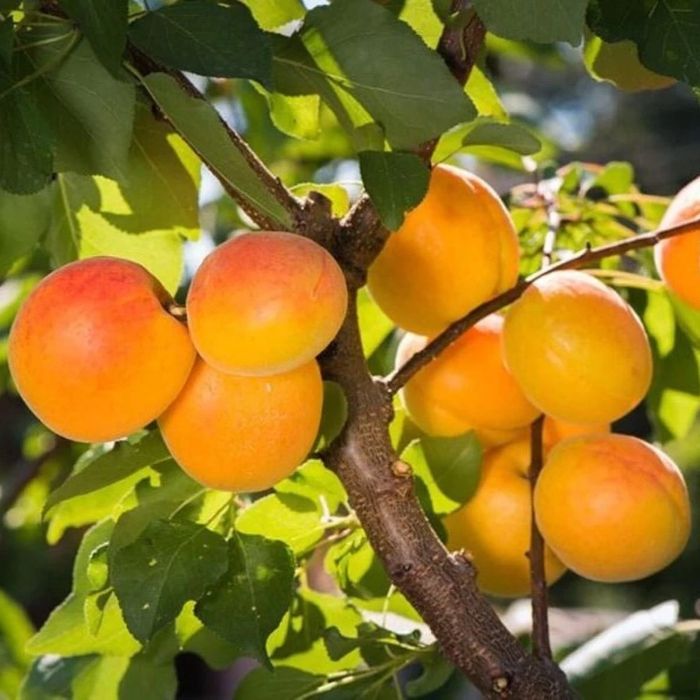 Pomi Fructiferi la Ghiveci (Cais )