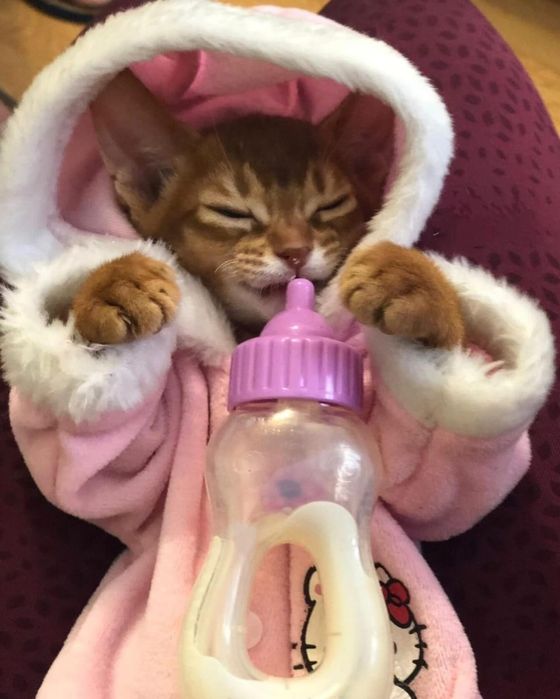 Раннее бронирование котят аби и чаузи