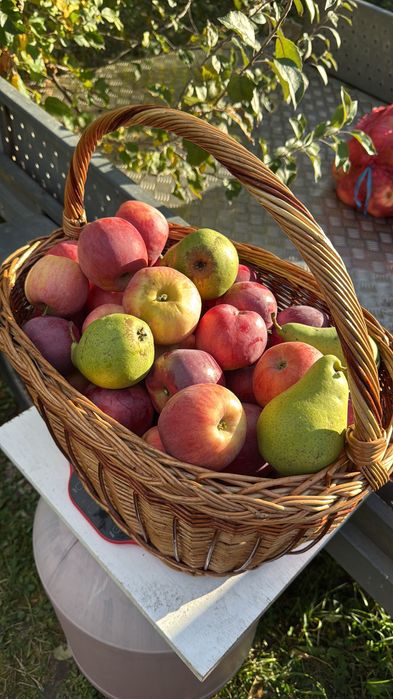 Mere bio, culese cu mâna, proaspete, dulci și crocante