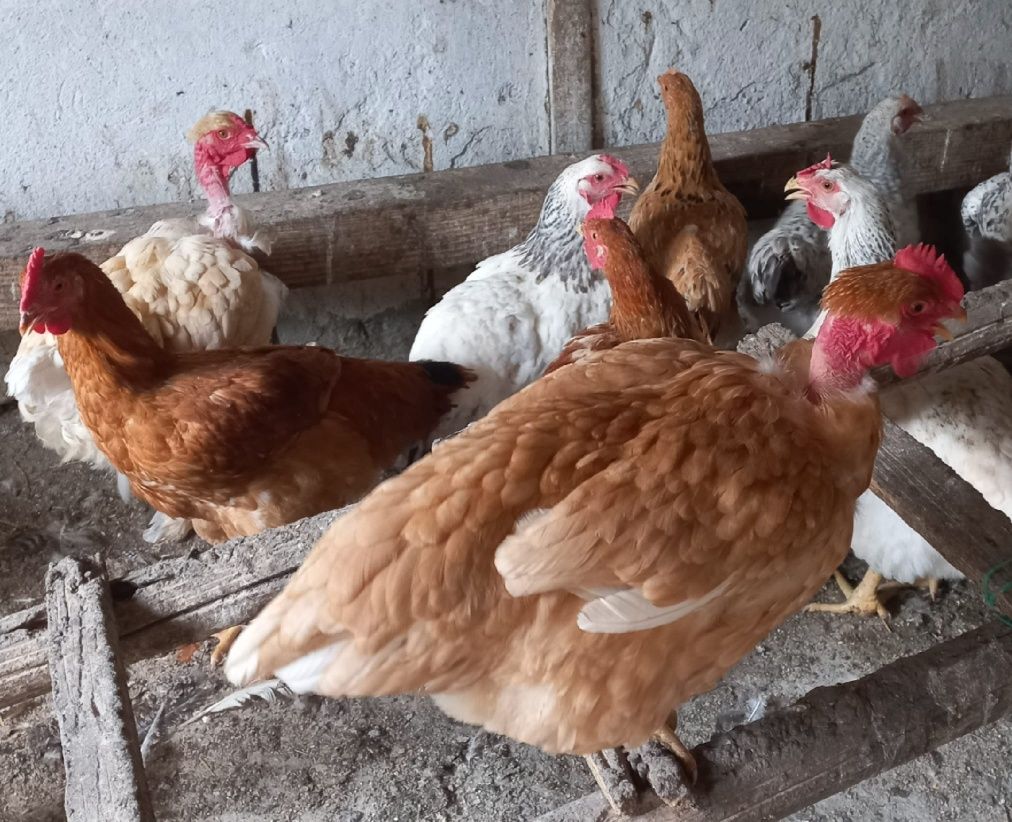 Vindem gaini pui și bibilici