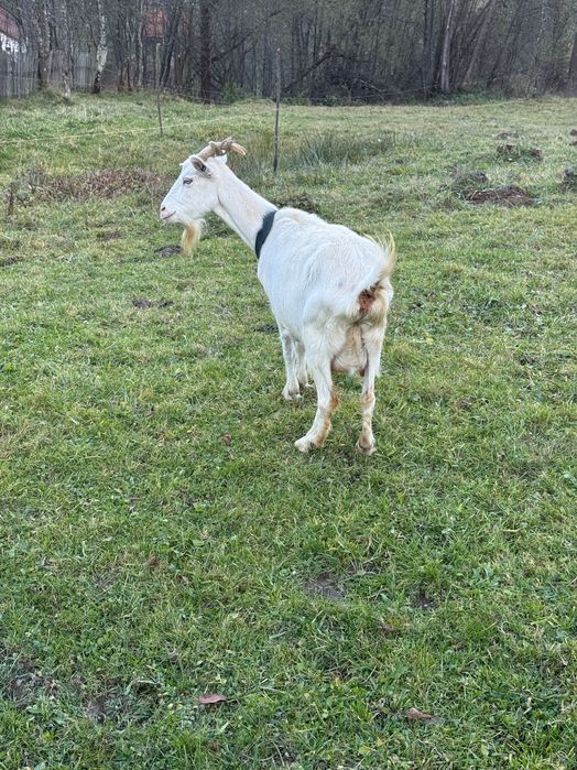 Capra buna de lapte gestanta