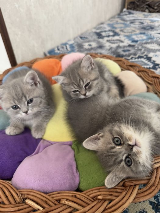 Продаются котята, Смесь персидкой и британской породы