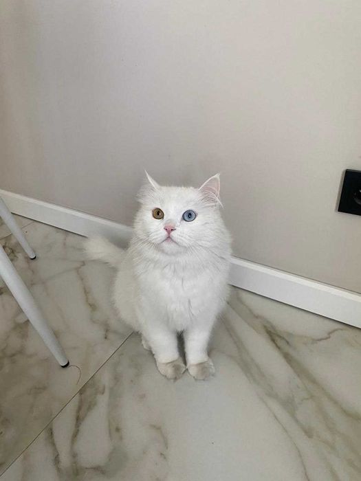 Добрый породистый кот в добрые руки