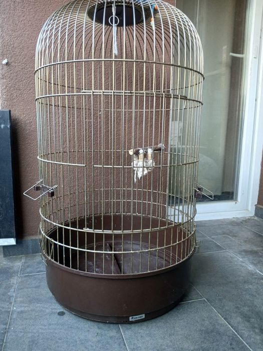 Colivie model deosebit