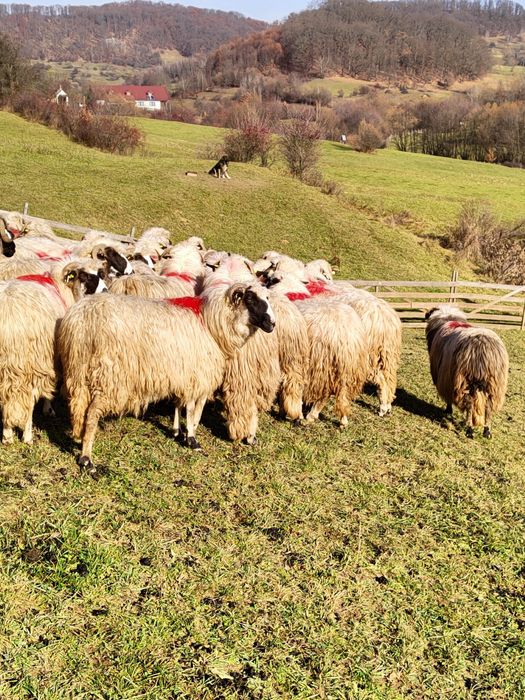 Disponibile oi breze