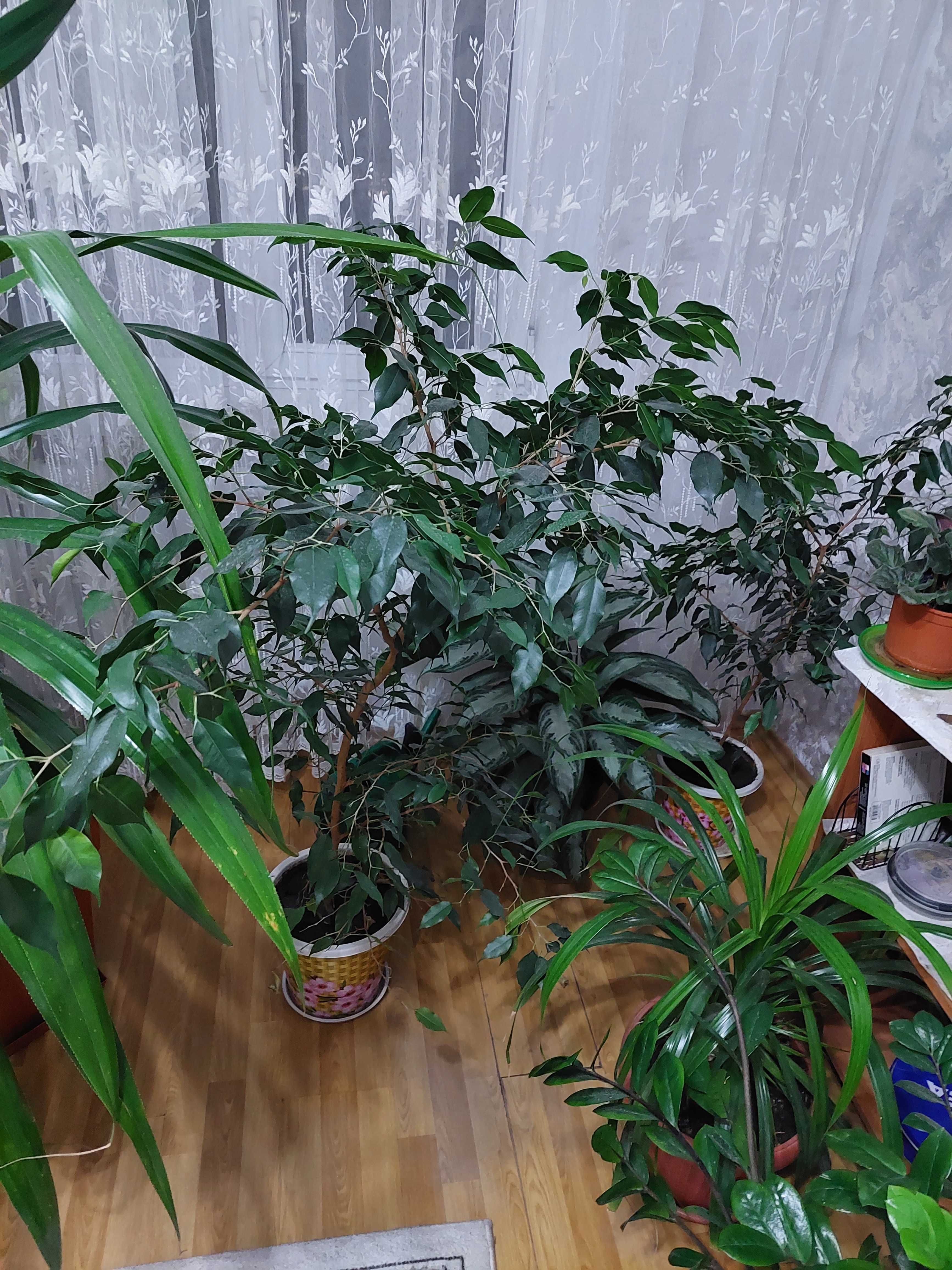 Комнатные растение для офиса