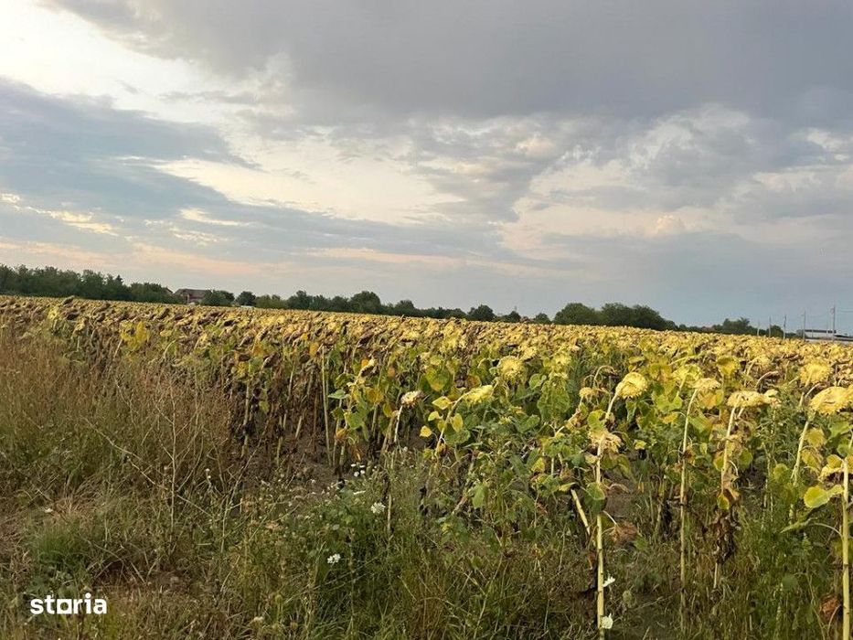 Oportunitate Investitie Dascalu, Gagu Langa Balta De Peste