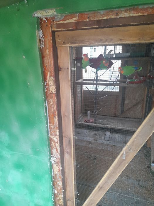 Papagali agapornis și canari timbrado