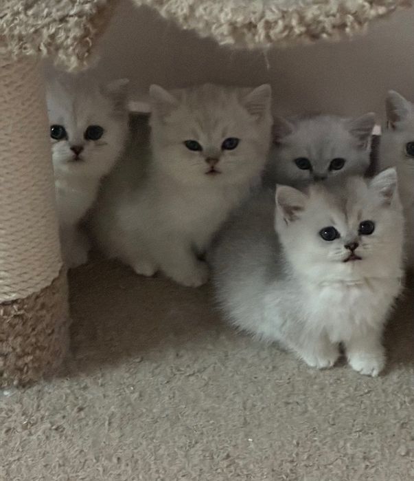 Чистокровные британские котята, возраст 2 месяца