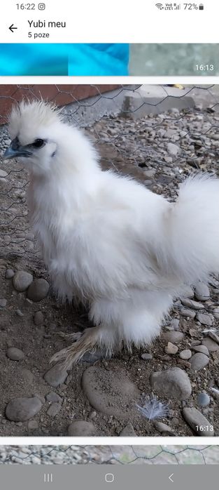 Vând gaini și un cocos de matase japoneza