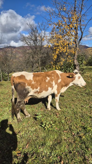 Vând vaca.    .     .