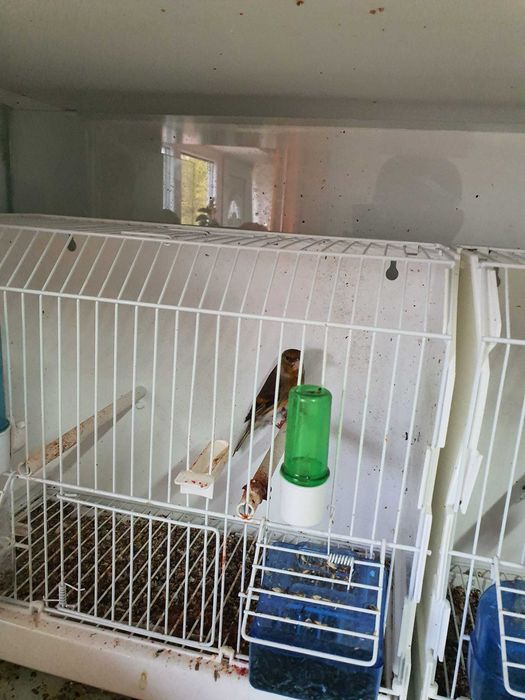 Hibrizi de sticlete si pietrusel de vanzare