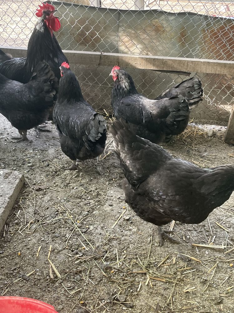 Vand familie  gaini rasa Australorp.