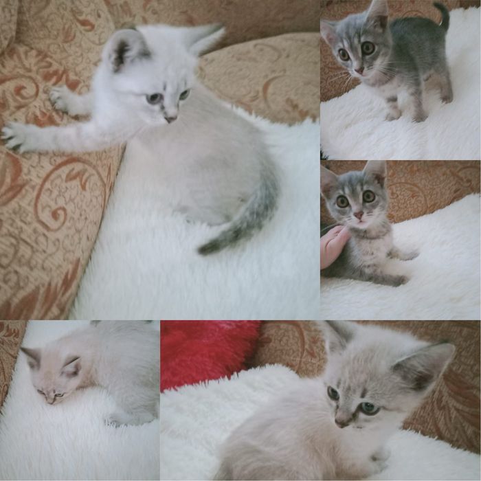 Отдам котят в добрые руки