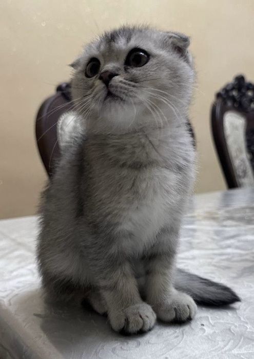 Продаётся пародистый котенок серебристый шиншилла фолд