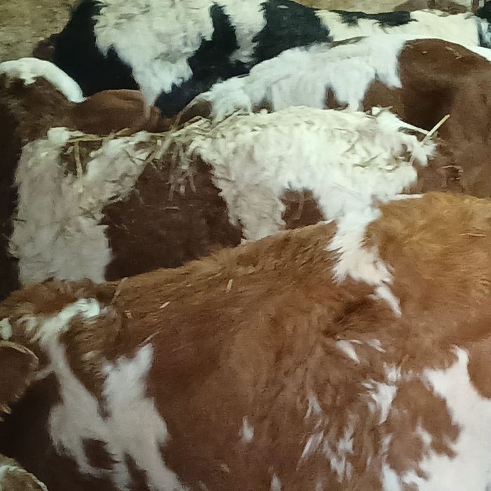 Taurasi și vitele baltati