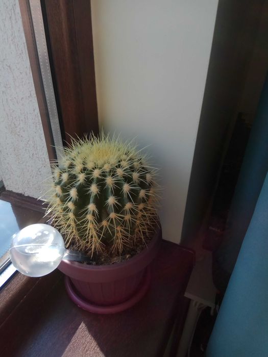 Picuratori (autoumedificare) pt flori/plante in ghiveci. Set din 2 buc