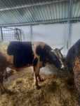 Taur 350 kg de 2 ani holstain
