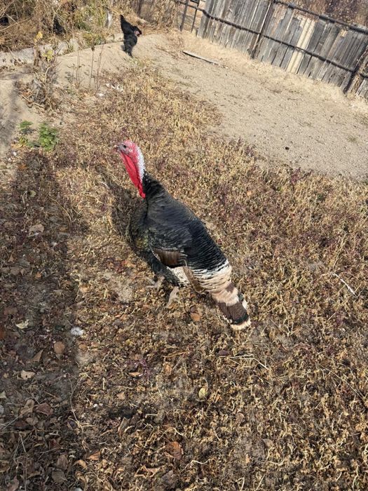 Продам больших индюков