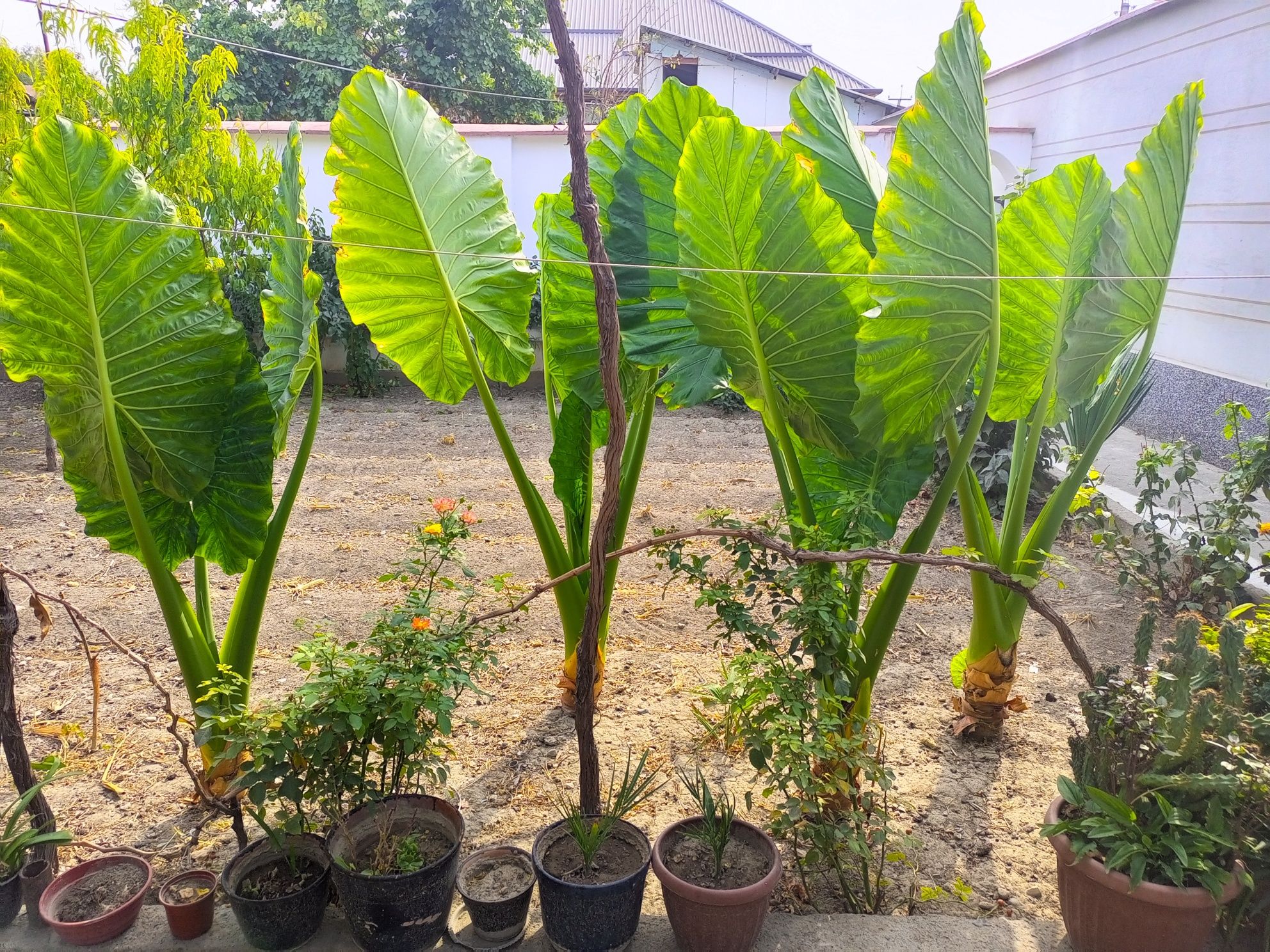 Yirik Alocasia ("Fil qulog'i") O'simliklari