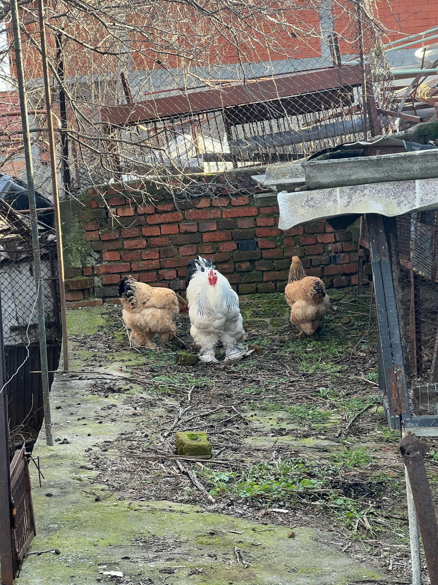 Продавам Колумбийски брами