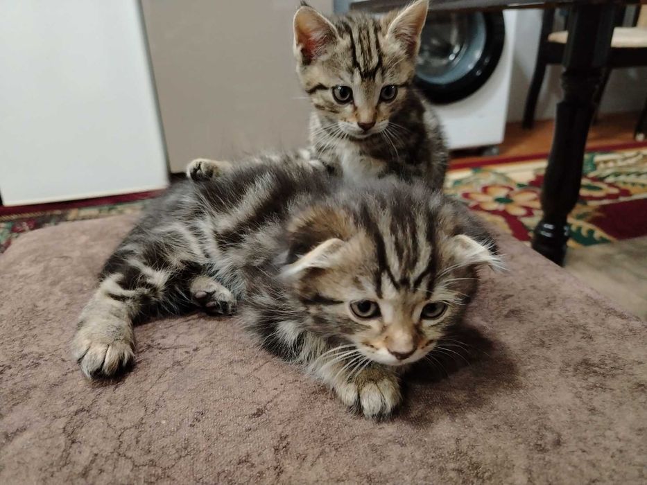 мушукчалар сотилади