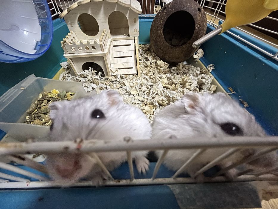 Donez 2 hamsteri