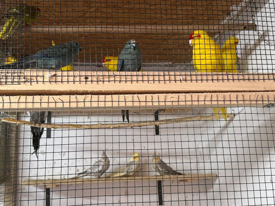 Vând diverși papagali
