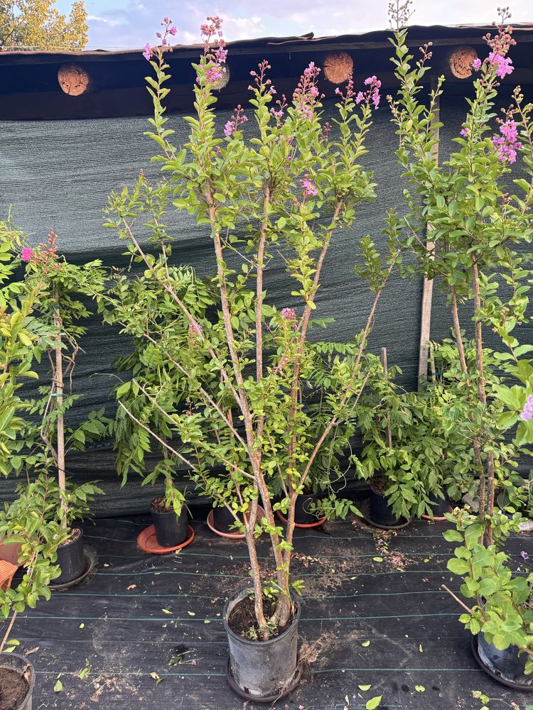 Индийски люляк (Lagerstroemia Indica)